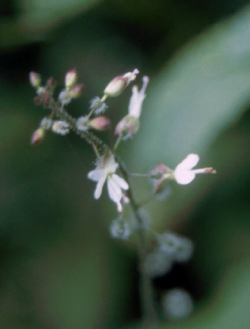 Circaea Pflanze_3